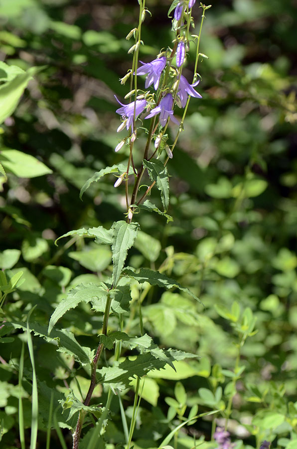 Campanula rapunculoides / Campanula serpeggiante